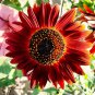 Hongyun Sunflower 100 Seeds - Stunning Red Sunflower, Tall Plants, Long Flowering Period