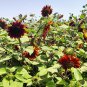 Hongyun Sunflower 100 Seeds - Stunning Red Sunflower, Tall Plants, Long Flowering Period