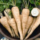 Parsnip 50 Seeds - Pastinaca Sativa, Biennial Herb, Sweet & Flavorful Roots for Soup