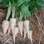 Parsnip 50 Seeds - Pastinaca Sativa, Biennial Herb, Sweet & Flavorful Roots for Soup