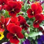 'Vermilion Mole' Pansy Seeds 30 seeds