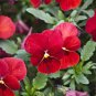 'Vermilion Mole' Pansy Seeds 30 seeds