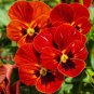 'Vermilion Mole' Pansy Seeds 30 seeds