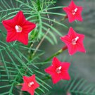 Cypress Vine Seeds – Ipomoea quamoclit | Fast Growing Annual Climber for Trellis & Potted Plant