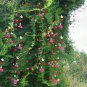 Cypress Vine Seeds â Ipomoea quamoclit | Fast Growing Annual Climber for Trellis & Potted Plant