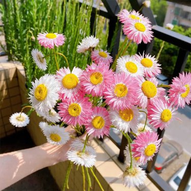 Helipterum Seeds &acirc;�� Everlasting Flower, Annual
