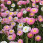 Helipterum Seeds â Everlasting Flower, Annual