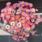 Helipterum Seeds â Everlasting Flower, Annual