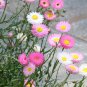 Helipterum Seeds â Everlasting Flower, Annual