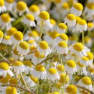 German Chamomile Seeds | Annual Herb for Tea, Cut Flowers