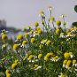 German Chamomile Seeds | Annual Herb for Tea, Cut Flowers