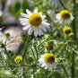 German Chamomile Seeds | Annual Herb for Tea, Cut Flowers