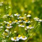 German Chamomile Seeds | Annual Herb for Tea, Cut Flowers
