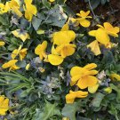 30 Pansy 'Late Autumn' Seeds
