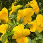 30 Pansy 'Late Autumn' Seeds