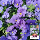30 Pansy 'Azure Skies' Seeds