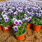 30  Pansy 'Firmament' Seeds