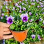 30  Pansy 'Firmament' Seeds
