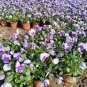 30  Pansy 'Firmament' Seeds