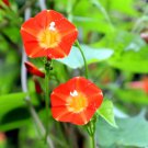 Cardinal Climber Seeds – Fast-Growing Annual Twining Vine
