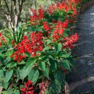 Scarlet Sage Seeds – Salvia splendens, Vibrant Red Flowers for Full Sun & Partial Shade