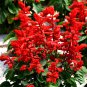 Scarlet Sage Seeds â Salvia splendens, Vibrant Red Flowers for Full Sun & Partial Shade