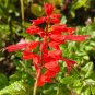Scarlet Sage Seeds â Salvia splendens, Vibrant Red Flowers for Full Sun & Partial Shade