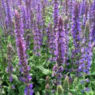 Blue Sage Seeds – Salvia farinacea | Sun Loving,