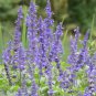 Blue Sage Seeds &acirc;�� Salvia farinacea | Sun Loving,