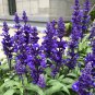 Lavender Seeds | Perennial, Cold Hardy, Drought Tolerant