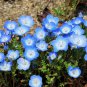 Baby Blue Eyes Seeds | Easy to Grow Nemophila Seeds