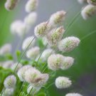 Bunny Tail Grass Seeds | Annual Ornamental Herb,