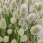 Bunny Tail Grass Seeds | Annual Ornamental Herb,