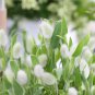 Bunny Tail Grass Seeds | Annual Ornamental Herb,