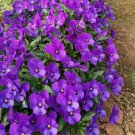 30 Pansy 'Ziyan' Seeds | Compact, Long-Blooming, Cold-Tolerant