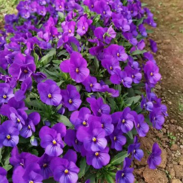 30 Pansy 'Ziyan' Seeds | Compact, Long-Blooming, Cold-Tolerant