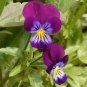 30 Pansy 'Ziyan' Seeds | Compact, Long-Blooming, Cold-Tolerant