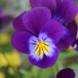 30 Pansy 'Ziyan' Seeds | Compact, Long-Blooming, Cold-Tolerant