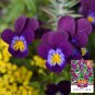 30 Pansy 'Ziyan' Seeds | Compact, Long-Blooming, Cold-Tolerant