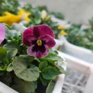 30 Pansy 'Cat Face' Seeds | Long-Blooming, Bright Flowers, Compact Plants