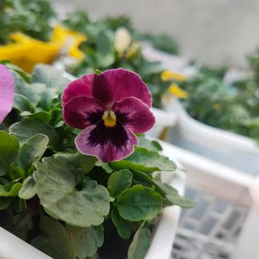 30 Pansy 'Cat Face' Seeds | Long-Blooming, Bright Flowers, Compact Plants