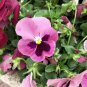 30 Pansy 'Cat Face' Seeds | Long-Blooming, Bright Flowers, Compact Plants