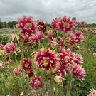 30  Aquilegia 'Barlow' Seeds | Perennial Flower, Cold & Drought Tolerant