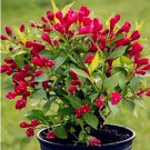 Weigela Florida Flower Rare Mixing Unique Plant 100PCS