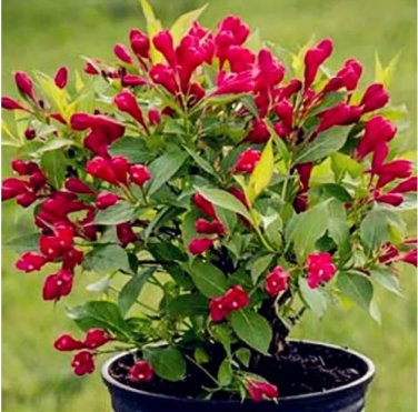 Weigela Florida Flower Rare Mixing Unique Plant 100PCS