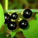 500 Seeds Wonderberry Black Nightshade Huckleberry Sunberry Solanum Nigrum