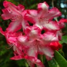 Rhododendron Flower Flores Potted 24 Varieties 100pcs red