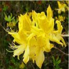 Rhododendron Flower Flores Potted 24 Varieties 100pcs yellow