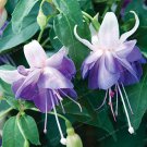 100 seeds Purple Double Petals Fuchsia Potted Flower