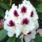 50 pcs/Bag Japanese Azalea Rhododendron Azalea Flower